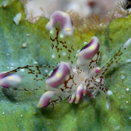The Three P Beach Resort & Dive Center Agnay エクステリア 写真