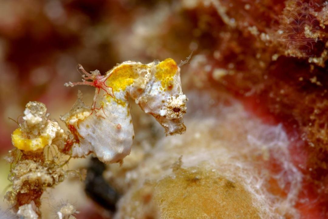 The Three P Beach Resort & Dive Center Agnay エクステリア 写真