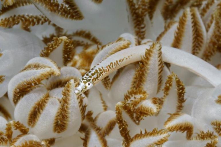 The Three P Beach Resort & Dive Center Agnay エクステリア 写真