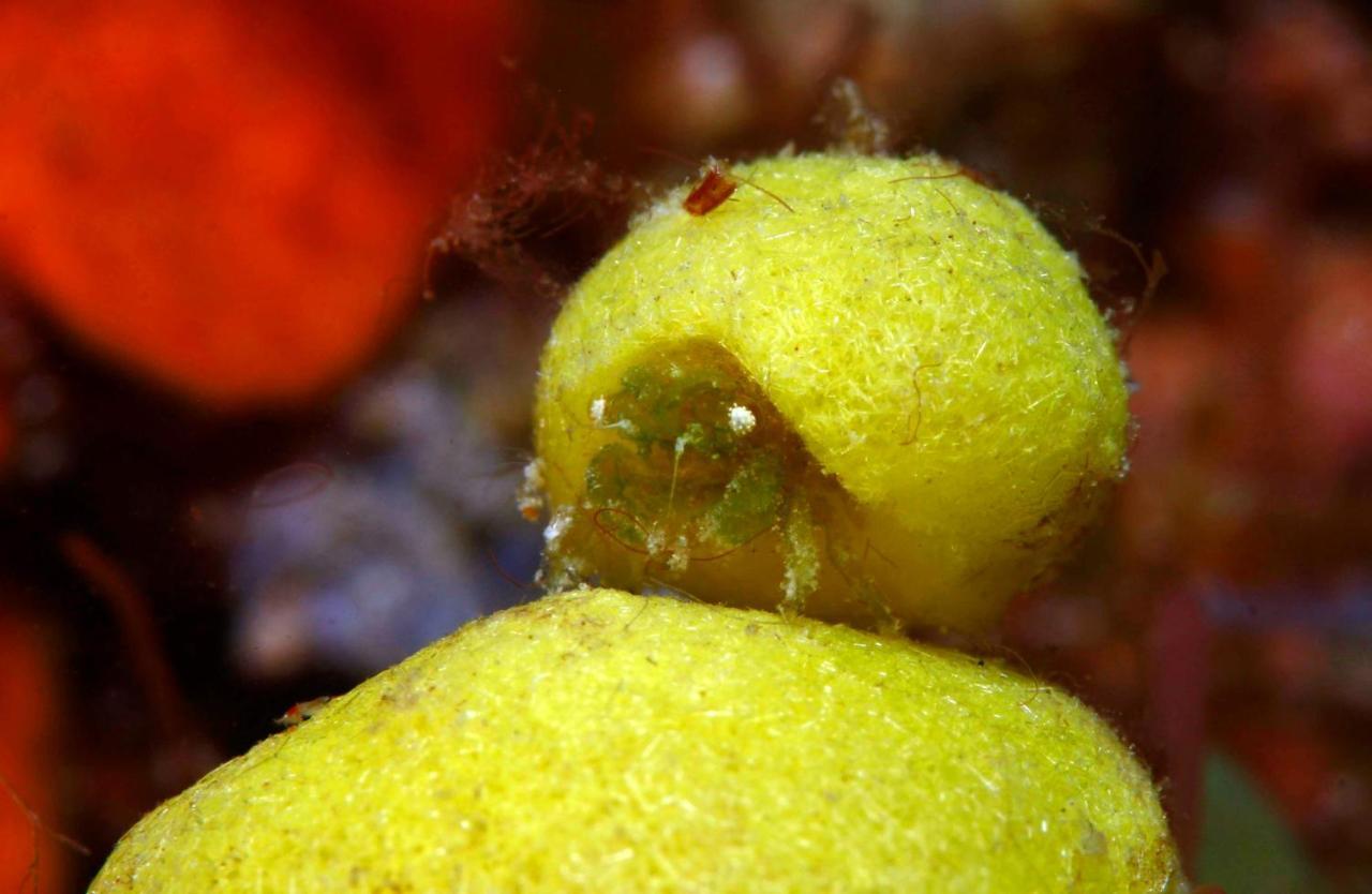 The Three P Beach Resort & Dive Center Agnay エクステリア 写真