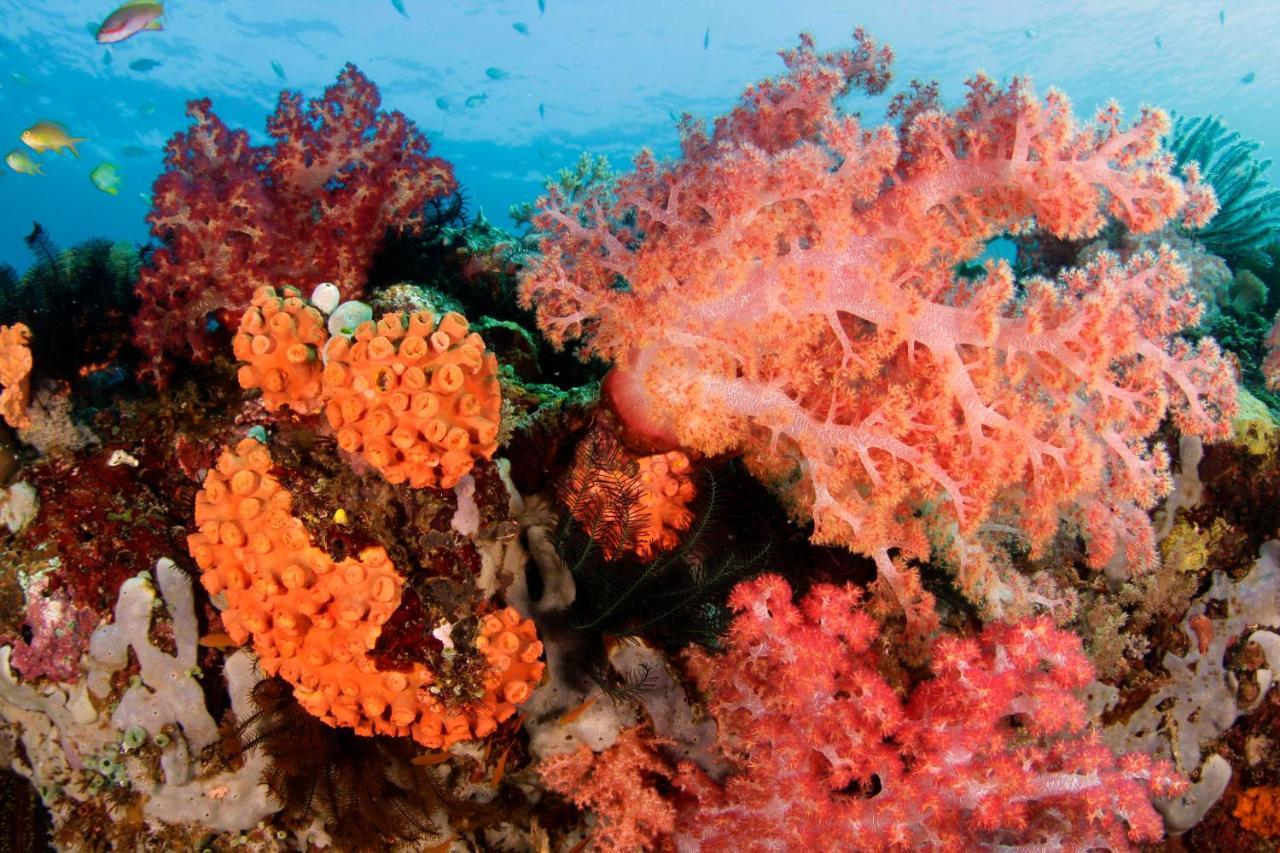 The Three P Beach Resort & Dive Center Agnay エクステリア 写真