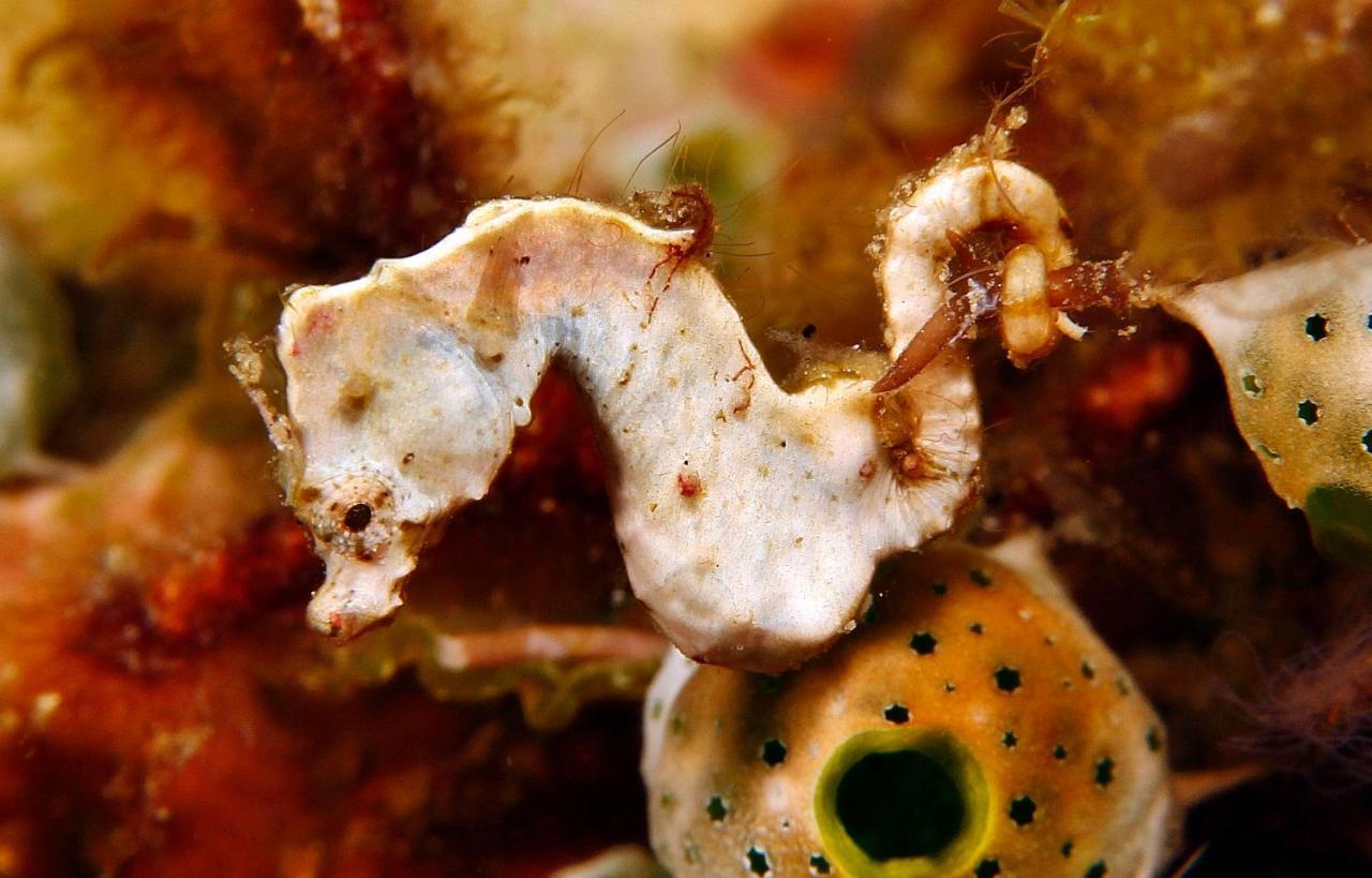 The Three P Beach Resort & Dive Center Agnay エクステリア 写真