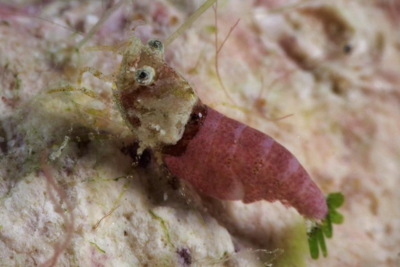 The Three P Beach Resort & Dive Center Agnay エクステリア 写真