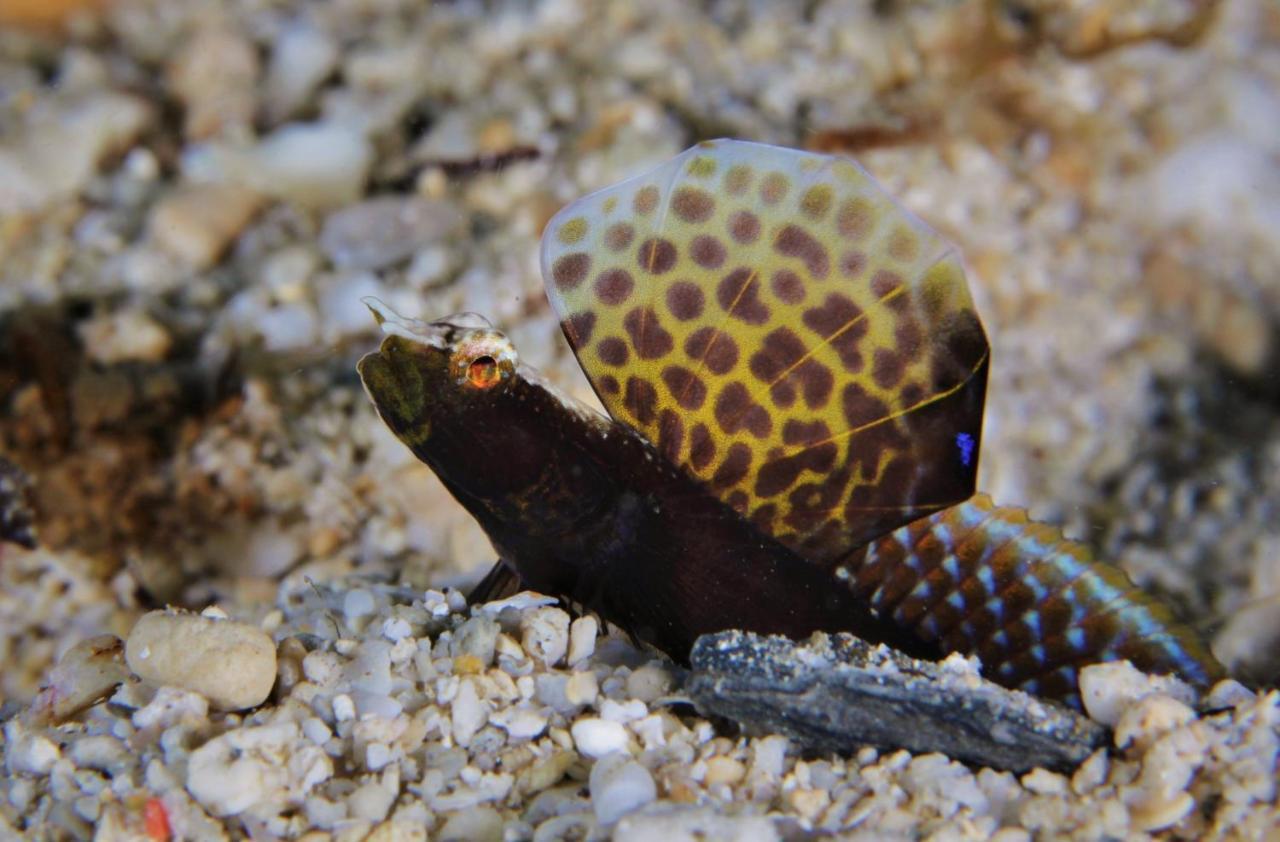 The Three P Beach Resort & Dive Center Agnay エクステリア 写真