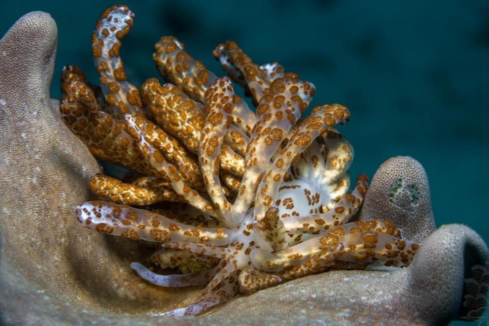 The Three P Beach Resort & Dive Center Agnay エクステリア 写真