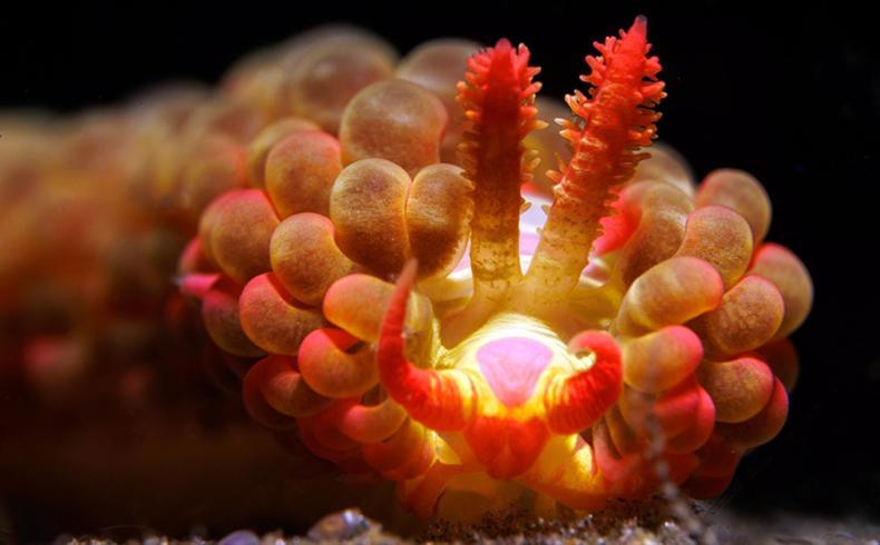 The Three P Beach Resort & Dive Center Agnay エクステリア 写真